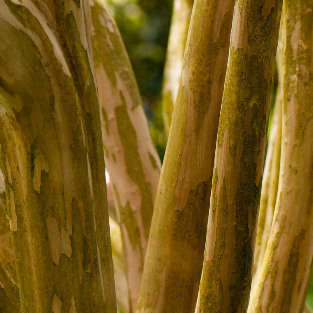 Pink Velour Crape Myrtle Tree - Image 6