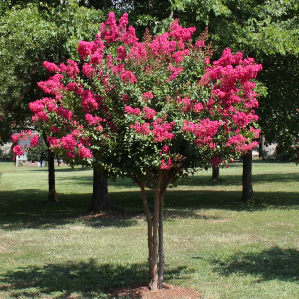 Pink Velour Crape Myrtle Tree - Image 4