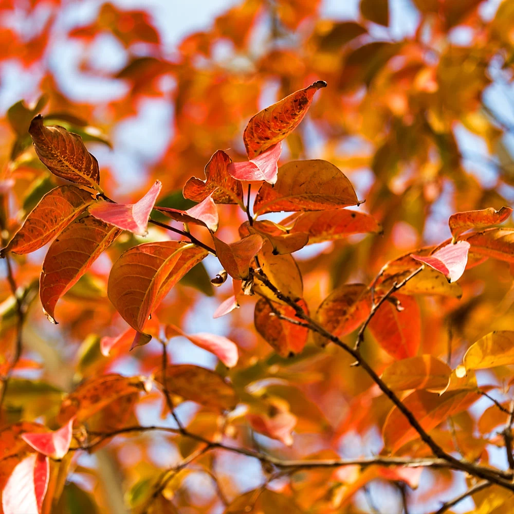 Pink Velour Crape Myrtle Tree - Image 5