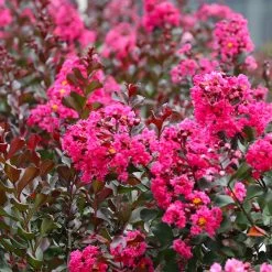 Pink Velour Crape Myrtle Tree
