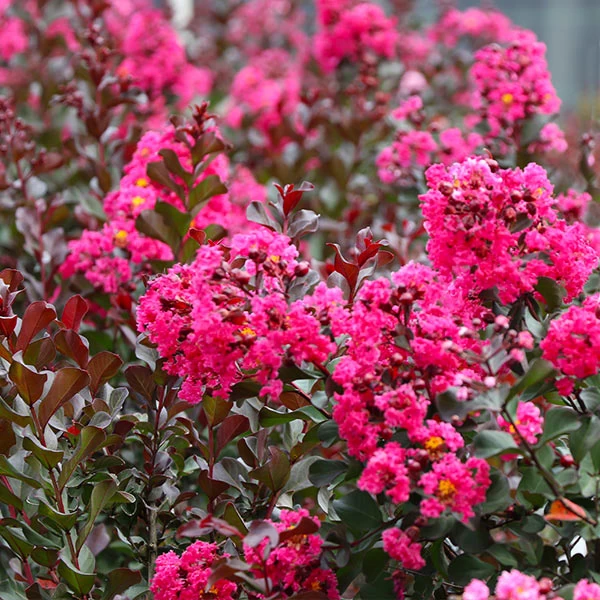 Pink Velour Crape Myrtle Tree