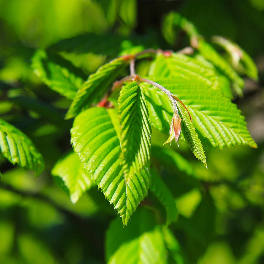 Princeton American Elm Tree - Image 4