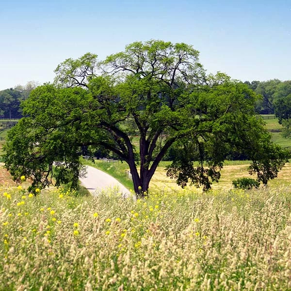 Princeton American Elm Tree - Image 2