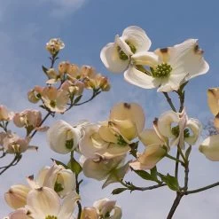Mexican Flowering Dogwood Tree