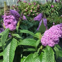Pugster® Amethyst Butterfly Bush