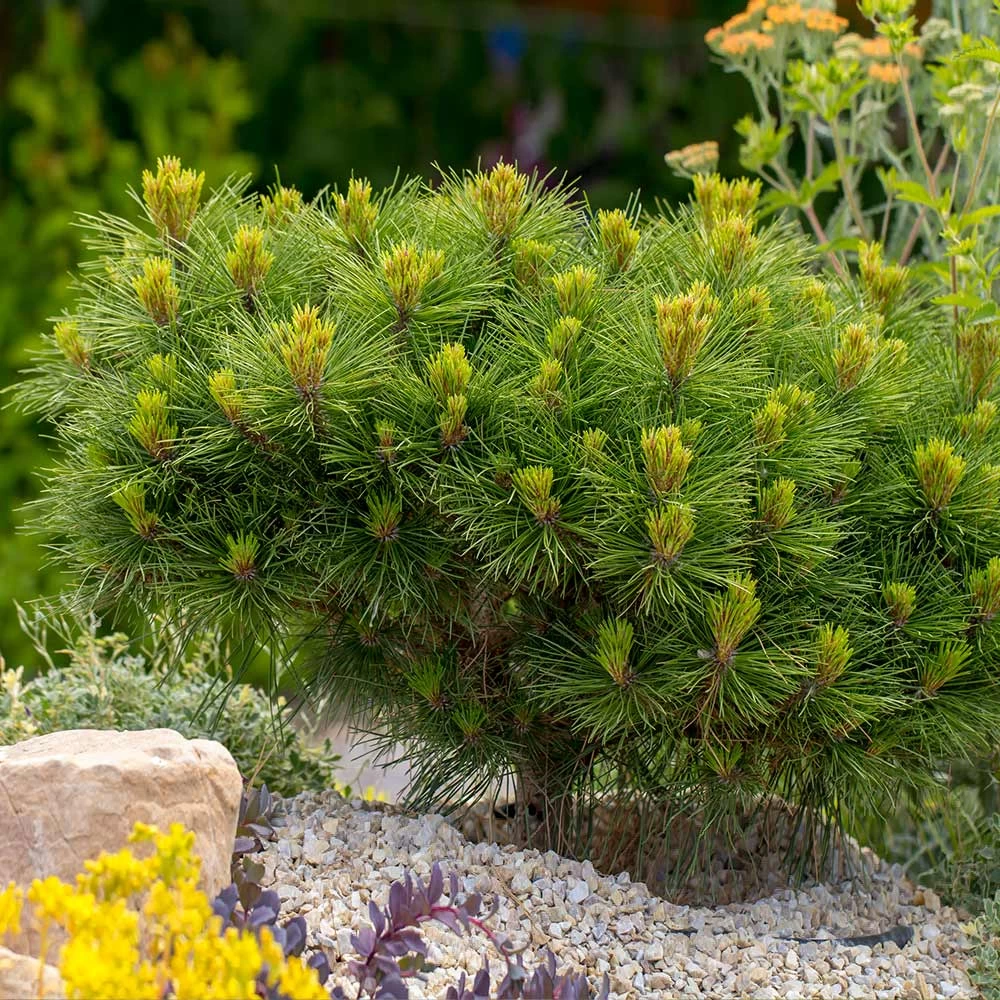 Dwarf Mugo Pine - Image 2
