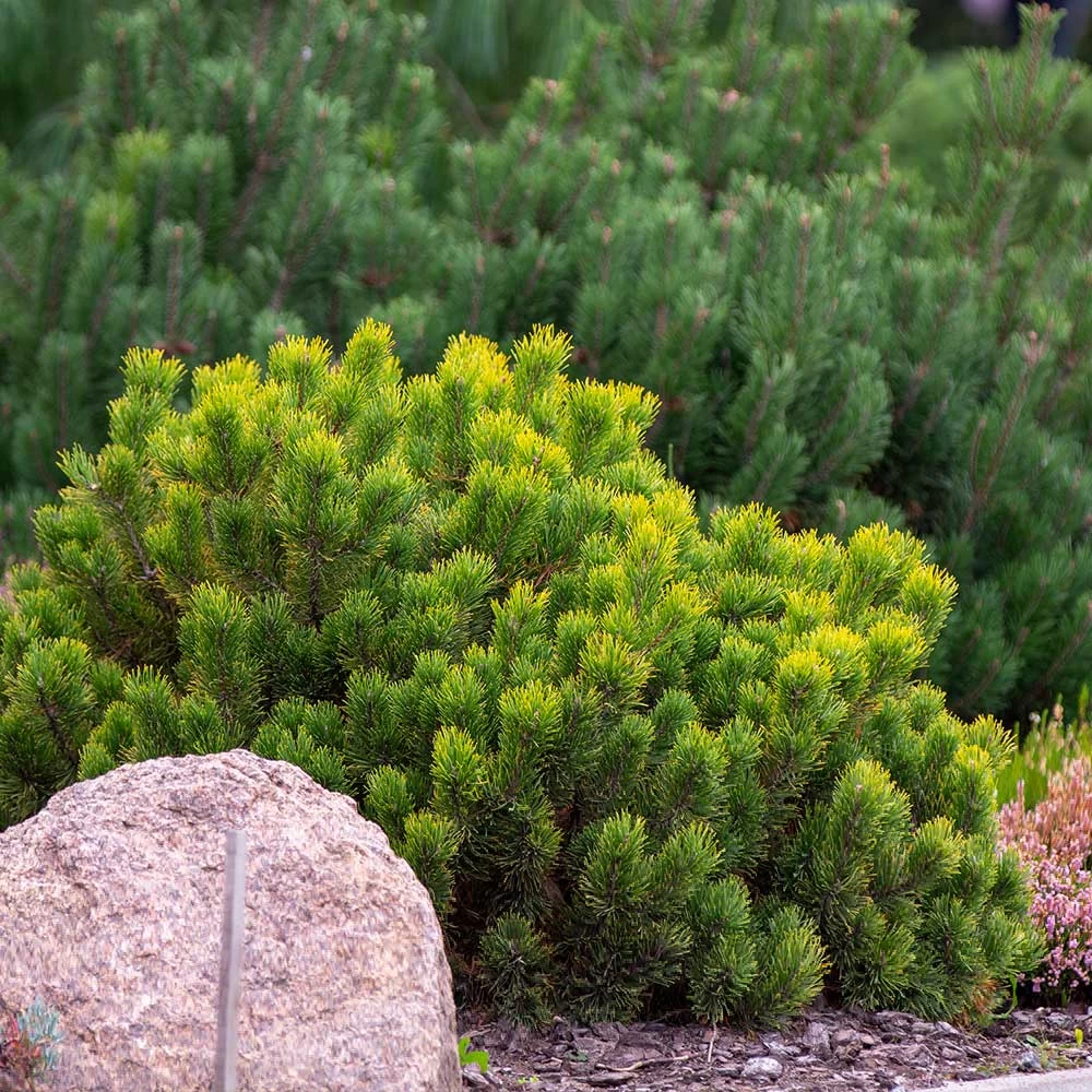 Dwarf Mugo Pine - Image 3