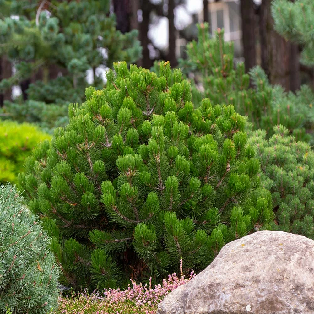 Dwarf Mugo Pine - Image 4