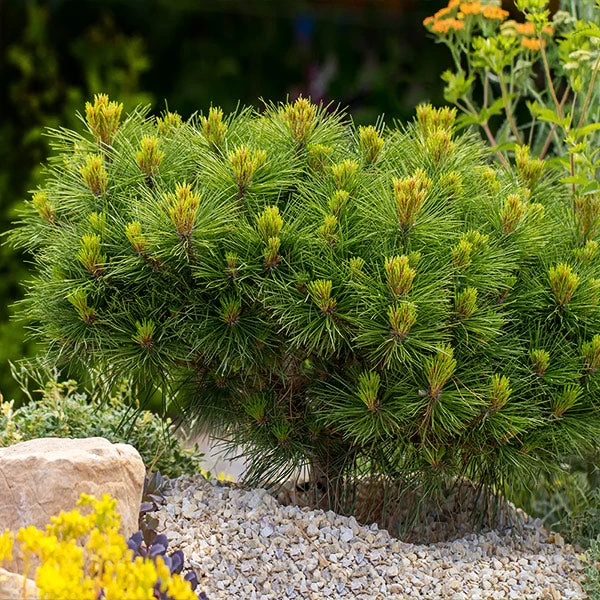 Dwarf Mugo Pine