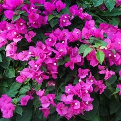 New River Bougainvillea