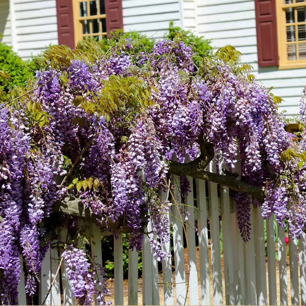 Purple Wisteria Vine - Image 3