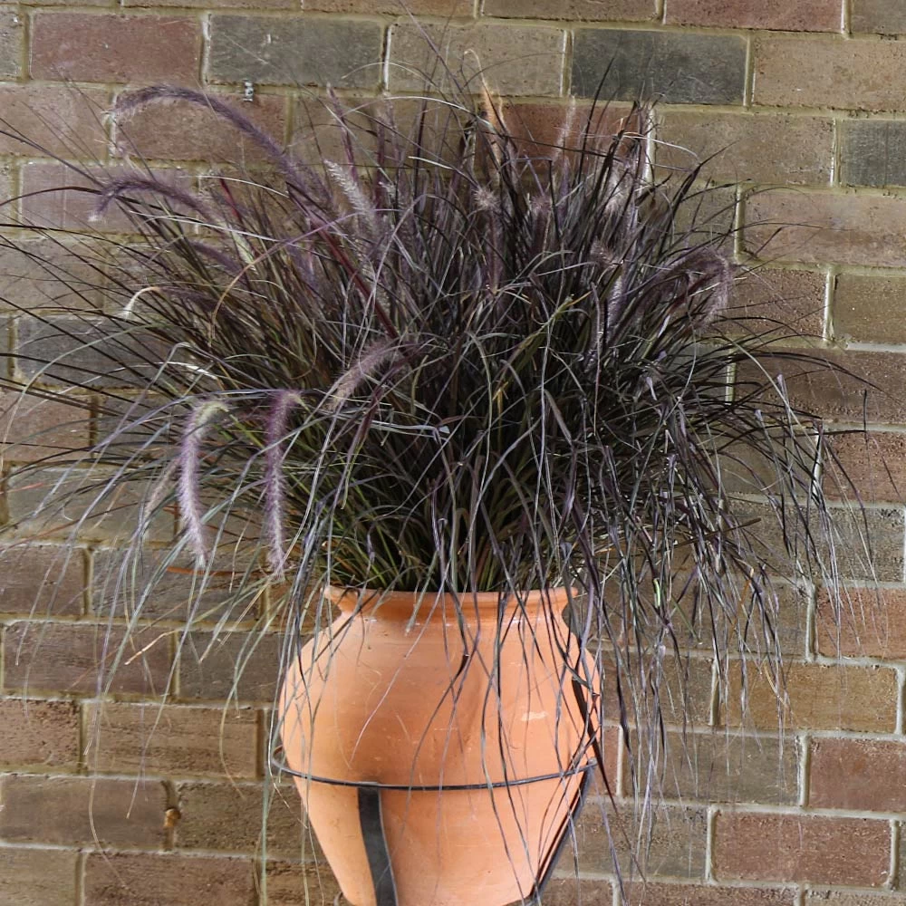 Purple Fountain Grass - Image 4