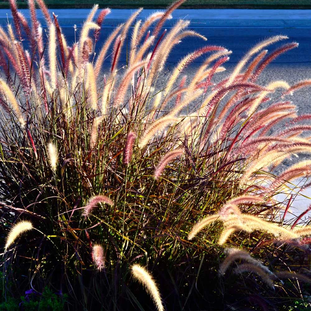 Purple Fountain Grass - Image 5