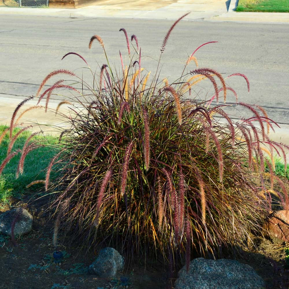 Purple Fountain Grass - Image 3