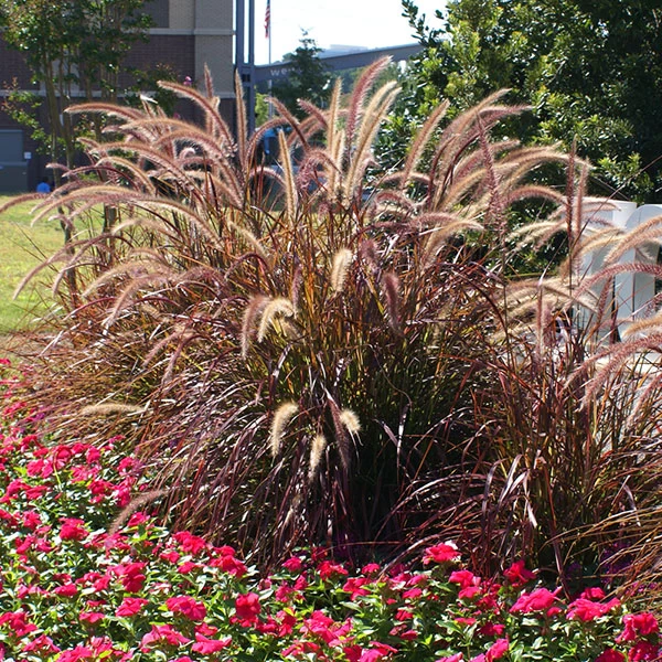 Purple Fountain Grass