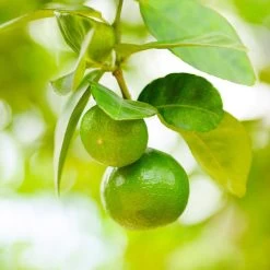 Key Lime Bush