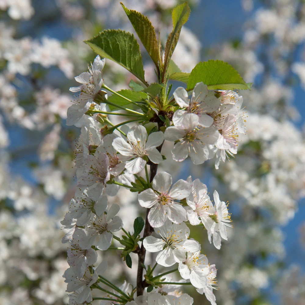Rainier Cherry Tree - Image 4