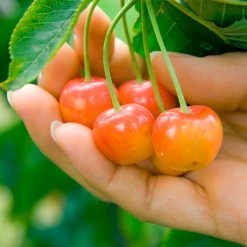 Rainier Cherry Tree