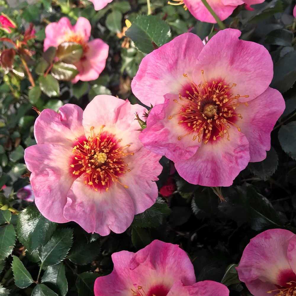 Raspberry Kiss™ Rose Tree - Image 2