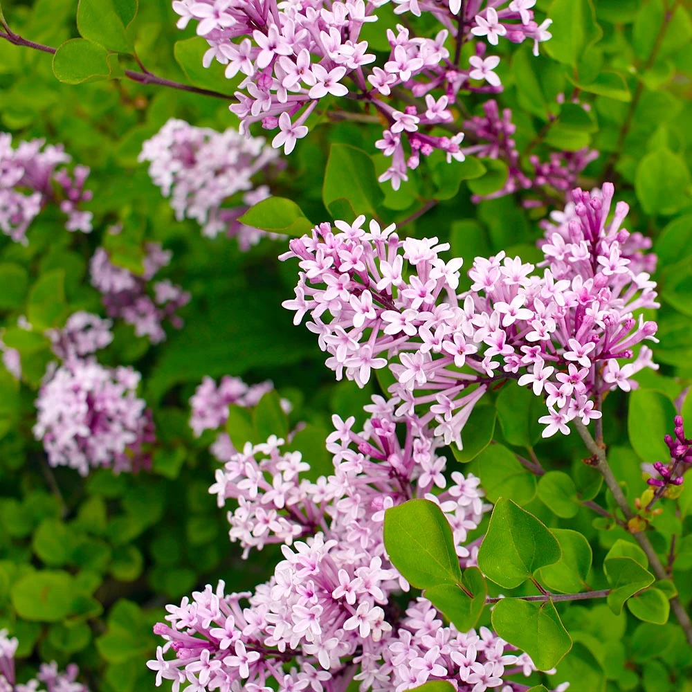 Red Pixie Lilac Tree - Image 2