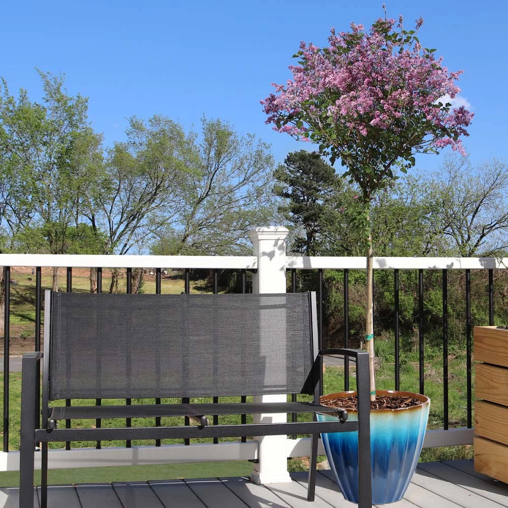 Red Pixie Lilac Tree - Image 4