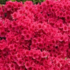 Red Ruffles Azalea Shrub