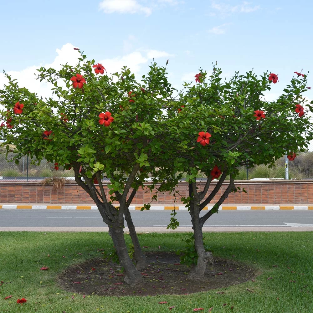 Red Tropical Hibiscus Tree - Image 4