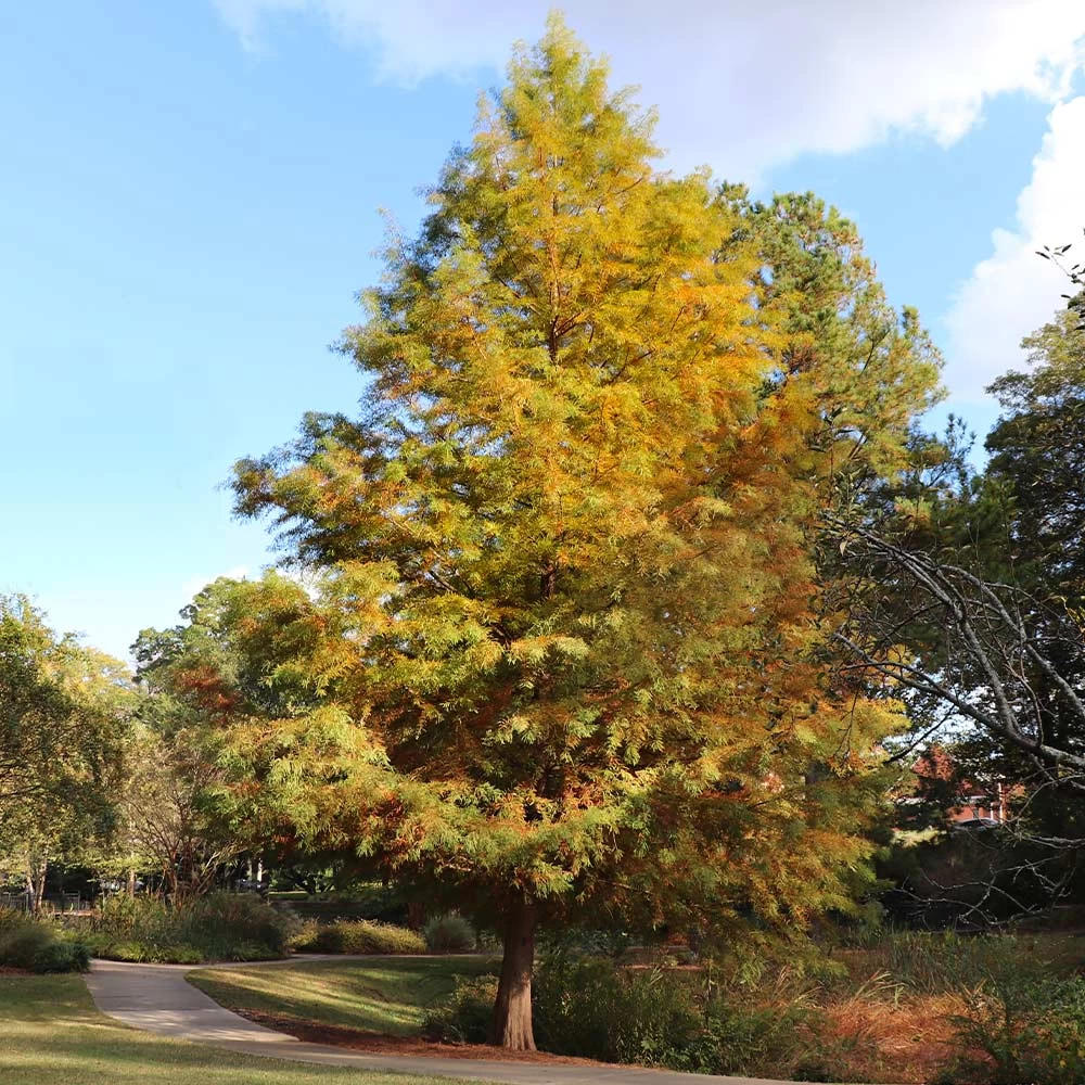 Dawn Redwood Tree - Image 6