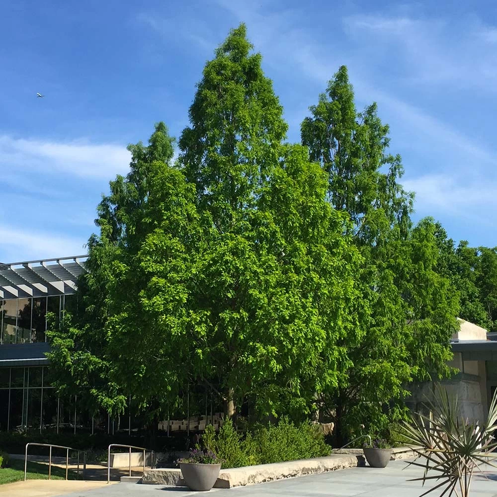 Dawn Redwood Tree - Image 3