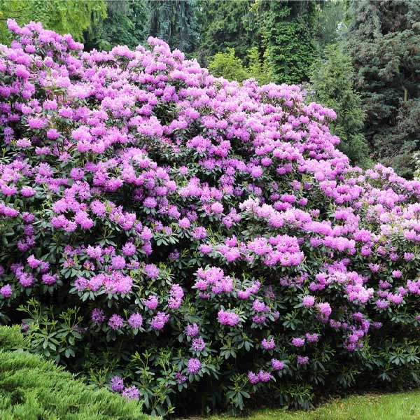 Lavender Rhododendron Shrub