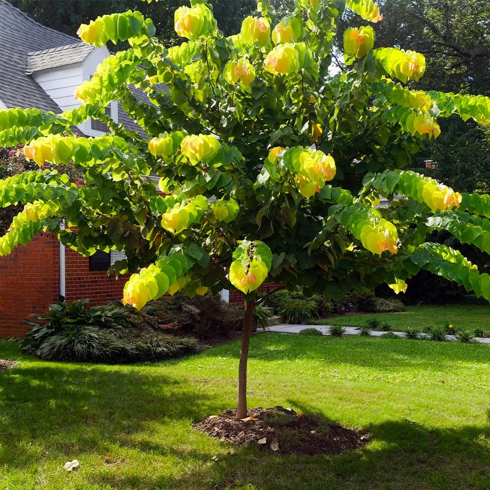 The Rising Sun™ Redbud Tree - Image 5