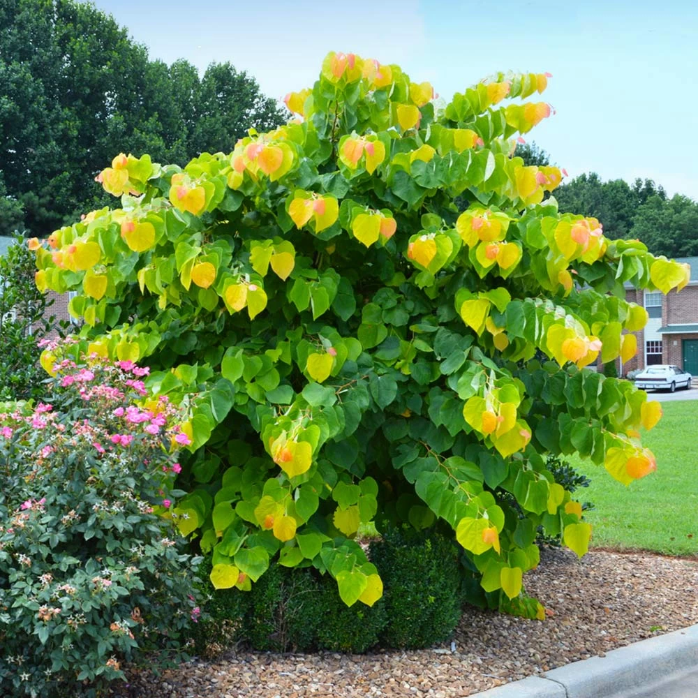 The Rising Sun™ Redbud Tree - Image 2