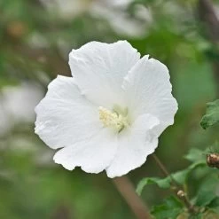 White Rose Of Sharon Althea Shrub