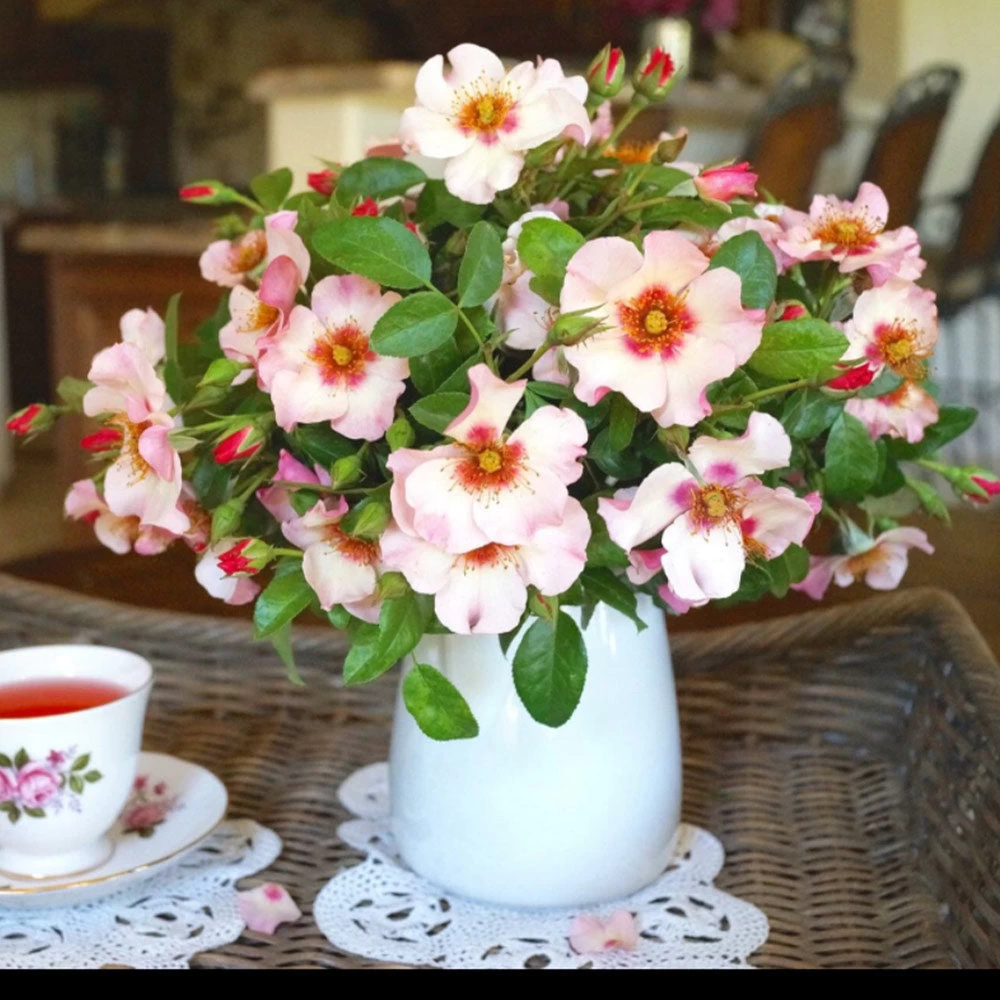 Raspberry Kiss™ Rose Tree - Image 4