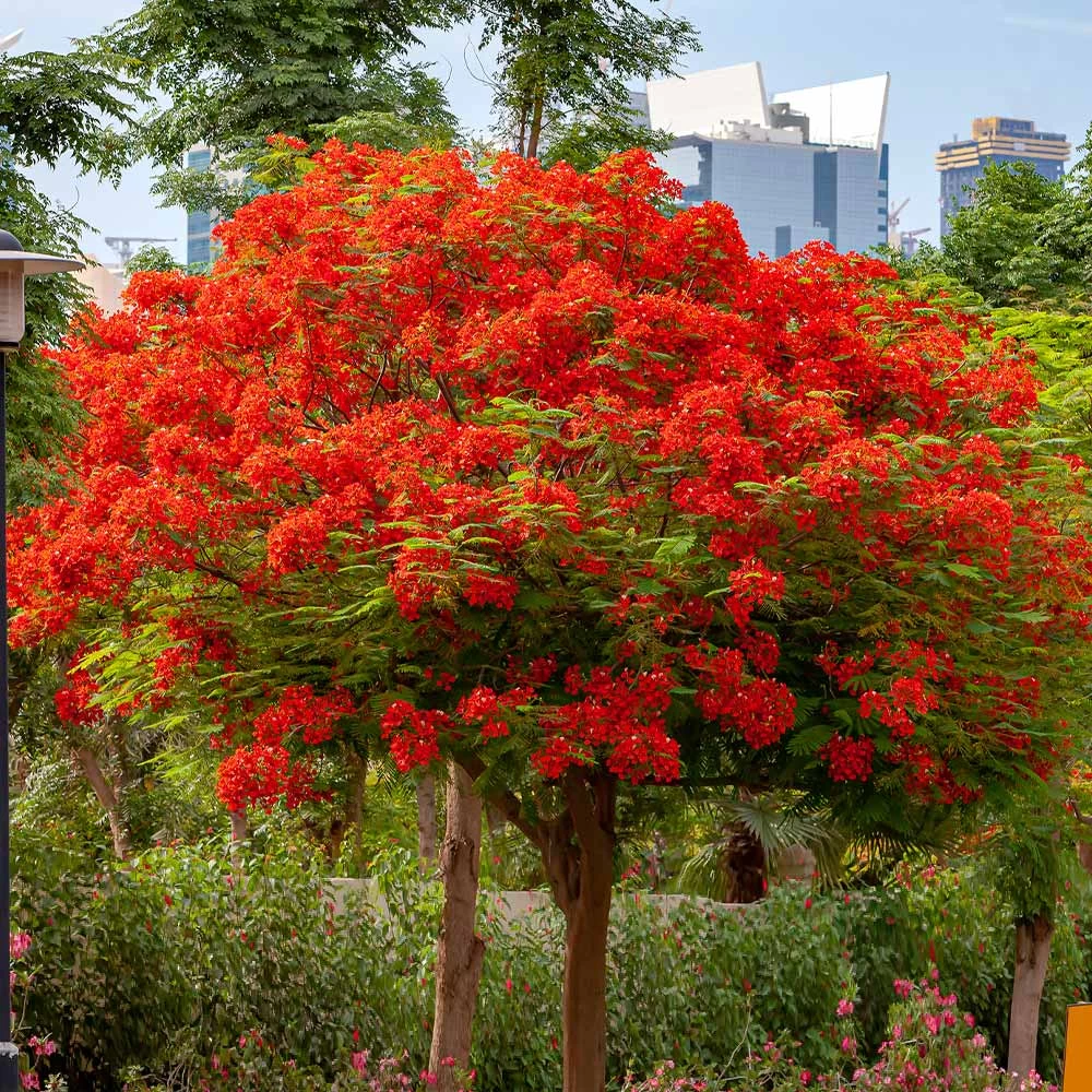 Royal Poinciana Tree - Image 2