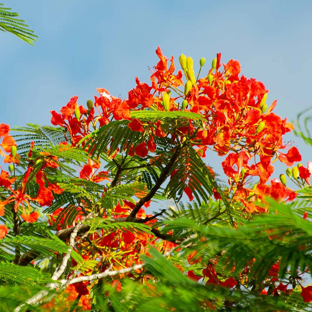 Royal Poinciana Tree - Image 3