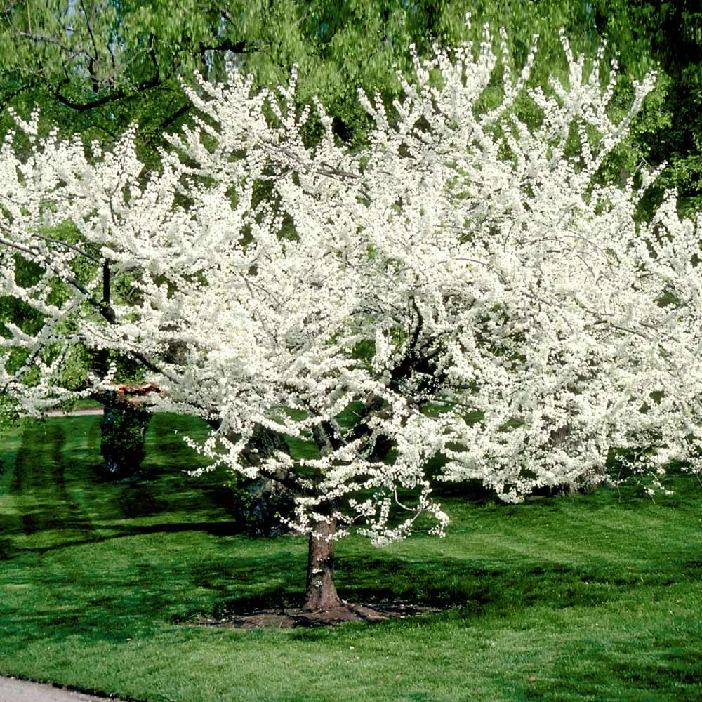 Royal White Redbud Tree - Image 4