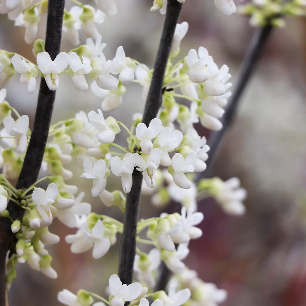 Royal White Redbud Tree - Image 5