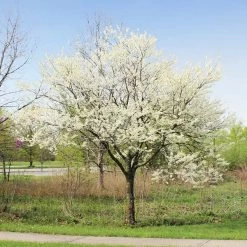 Royal White Redbud Tree