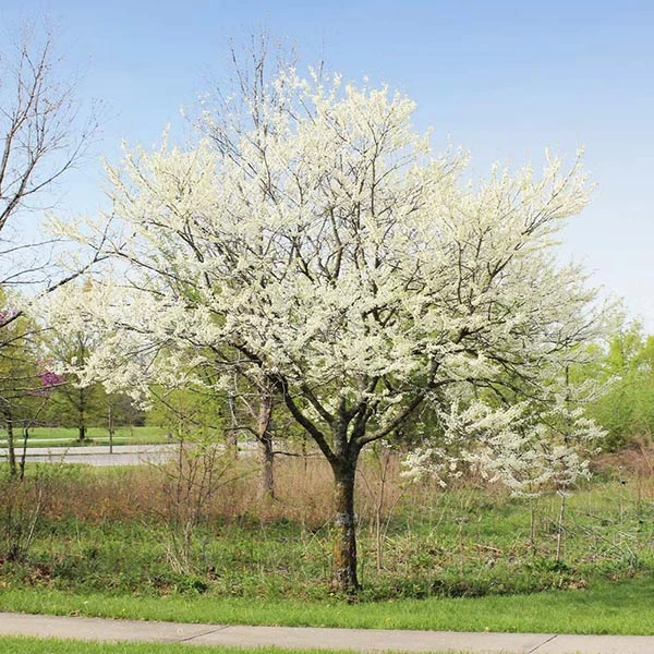 Royal White Redbud Tree
