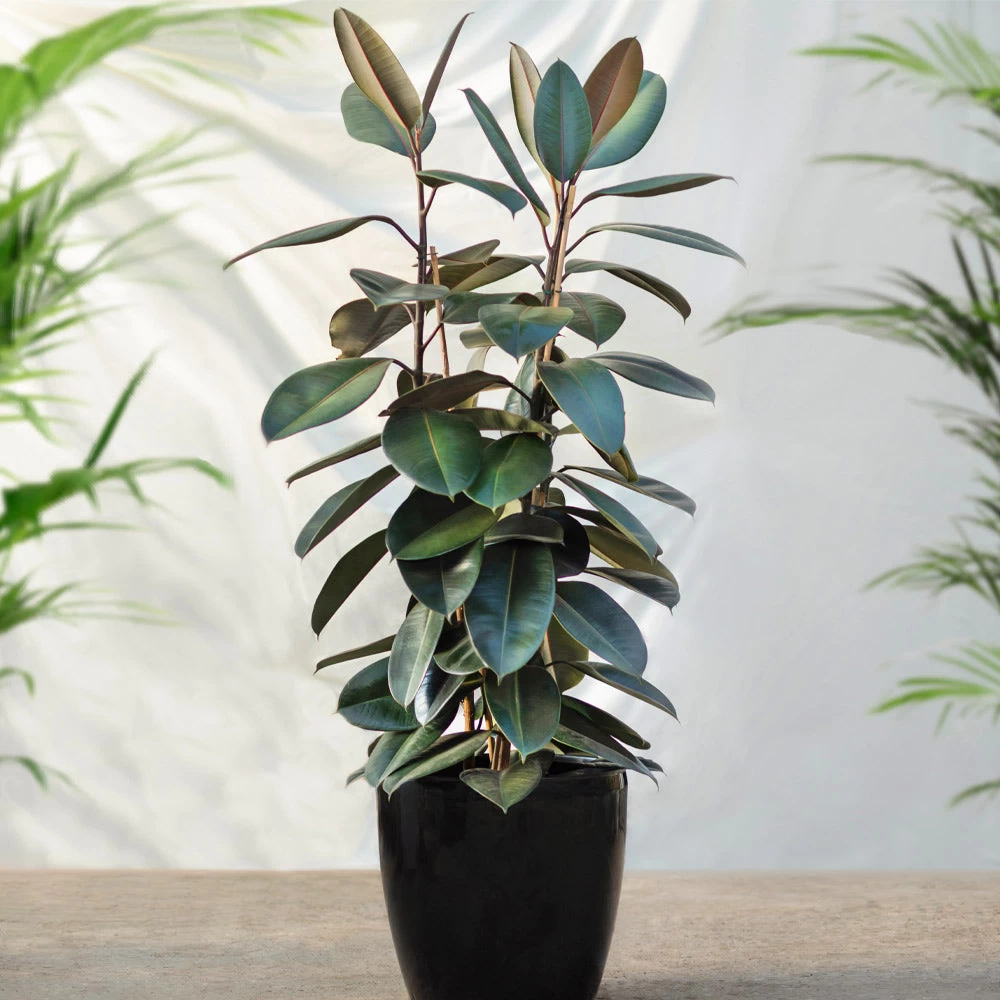 Sunset Hues House Plant Kit - Image 3