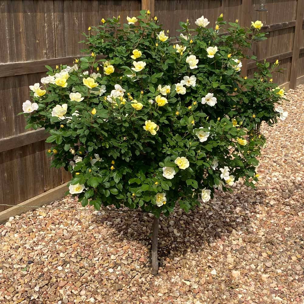 Sunny Knock Out® Rose Tree - Image 2