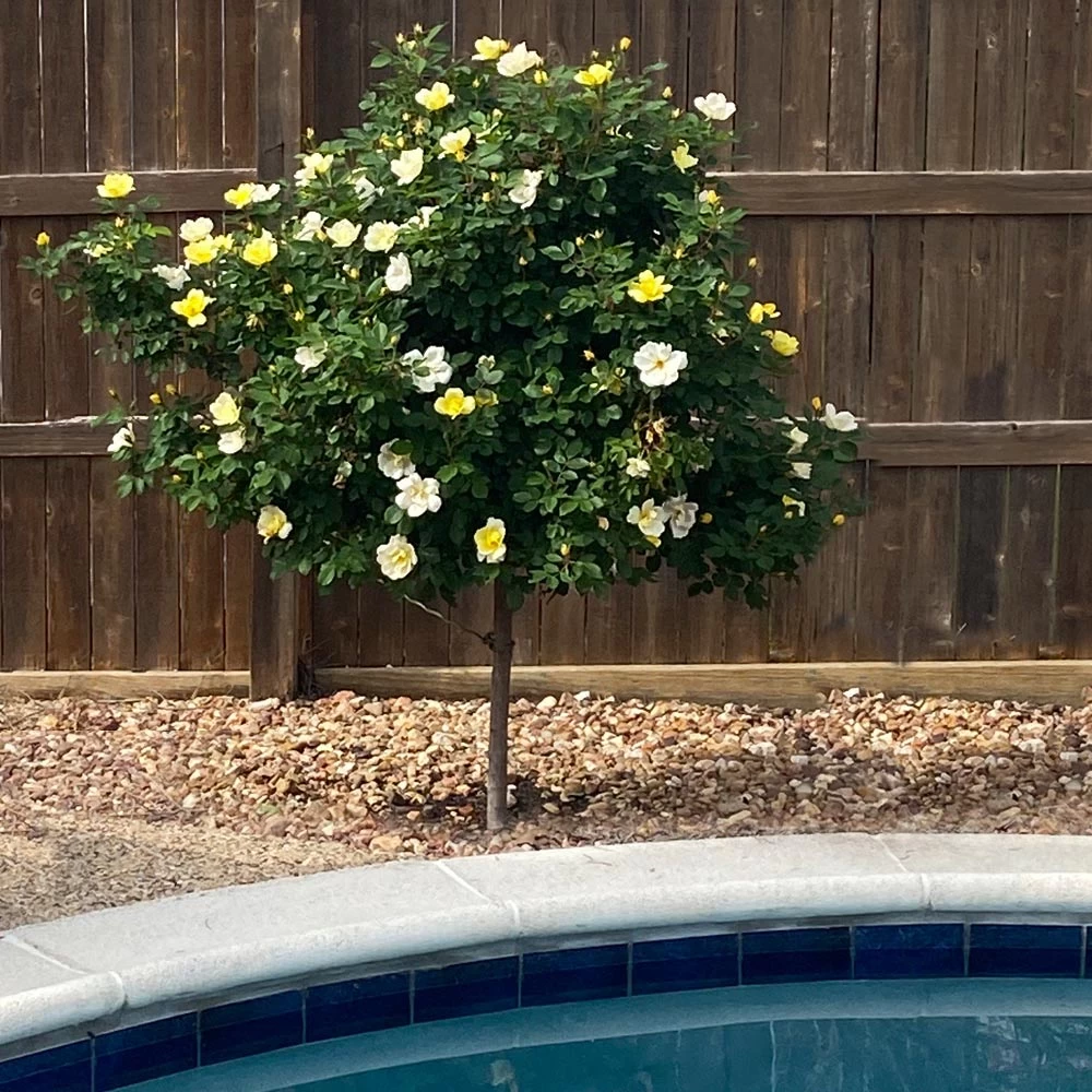 Sunny Knock Out® Rose Tree - Image 3