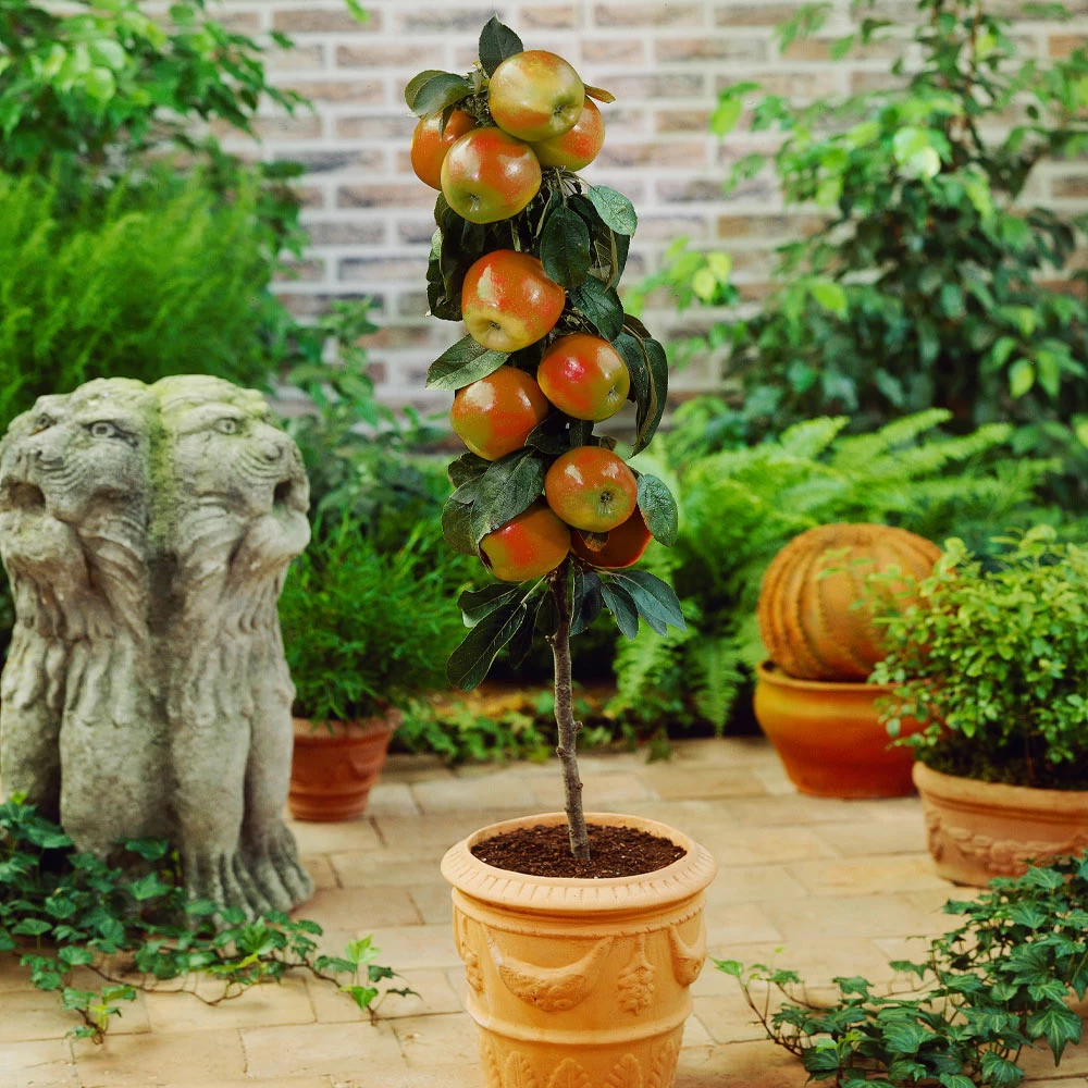 Scarlet Sentinel™ Columnar Apple Tree - Image 2