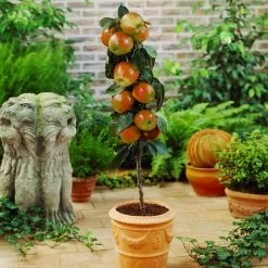 Scarlet Sentinel™ Columnar Apple Tree