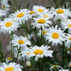 Becky Shasta Daisy