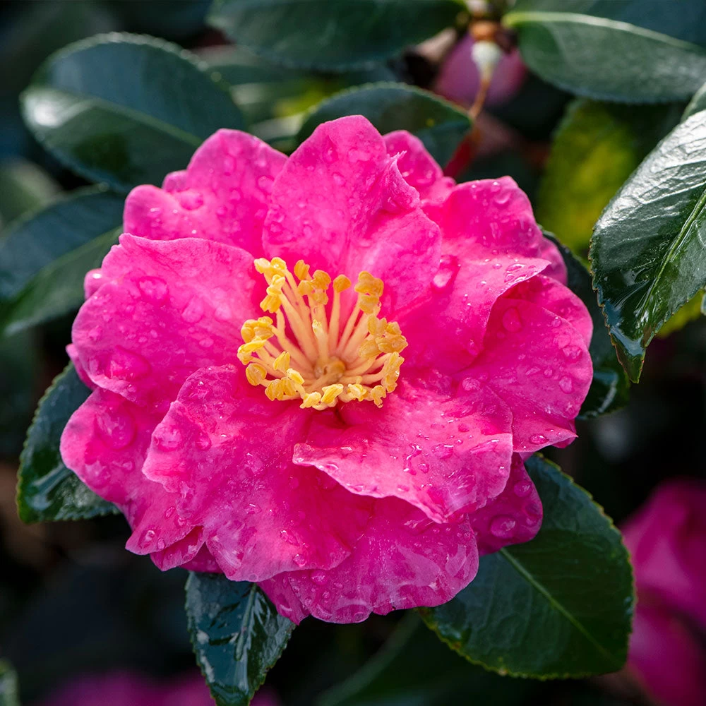 Shi-Shi Gashira Camellia Shrub - Image 3