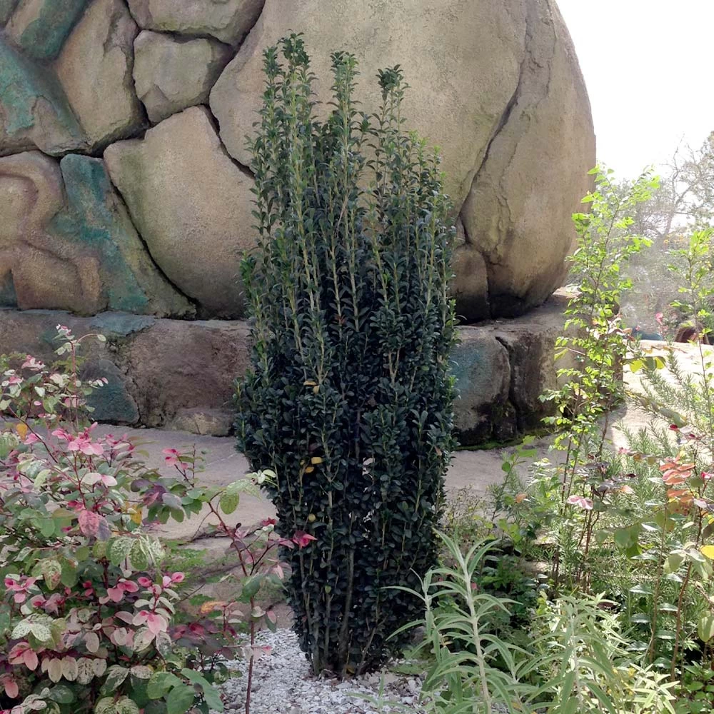 Sky Pencil Holly Tree - Image 2