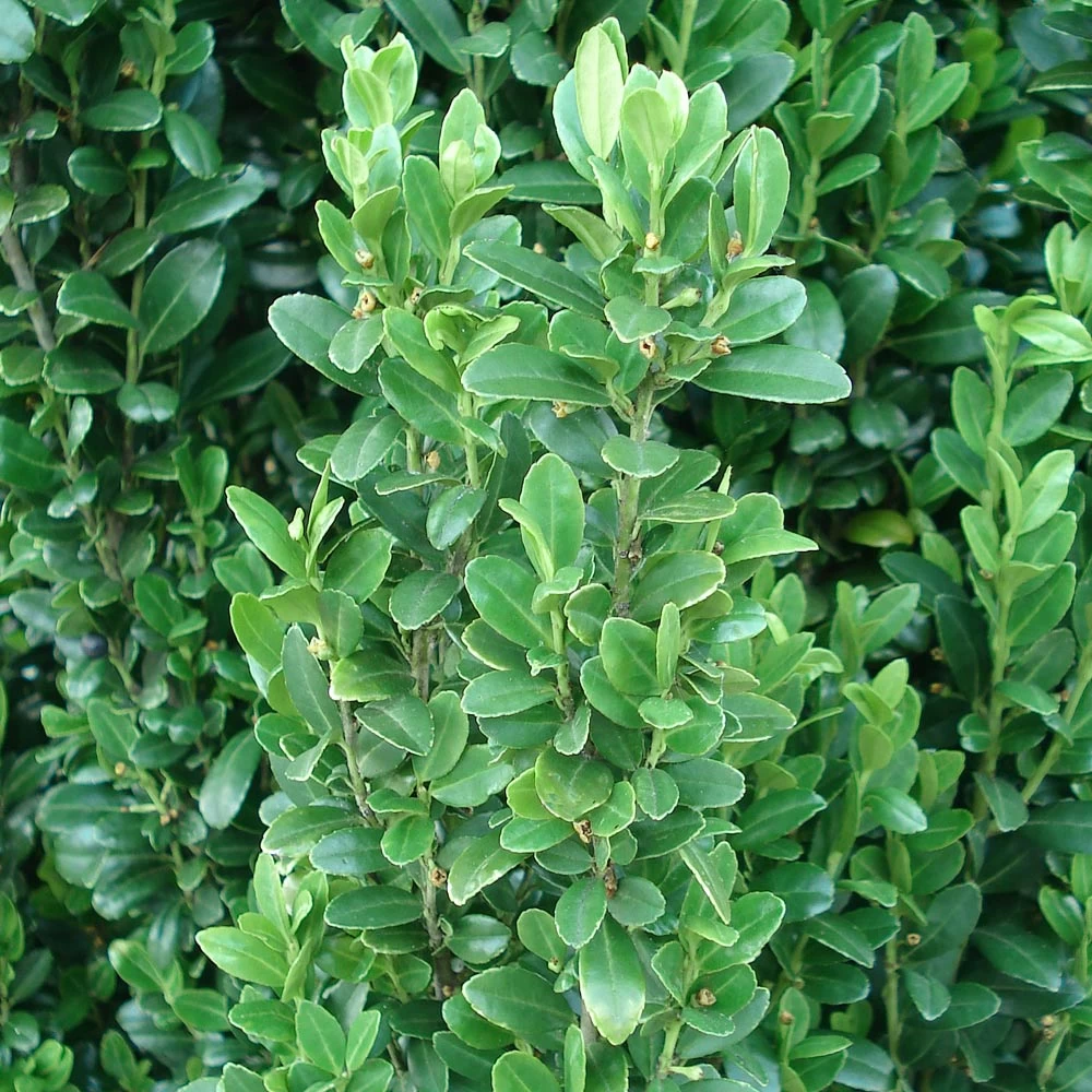 Sky Pencil Holly Tree - Image 6