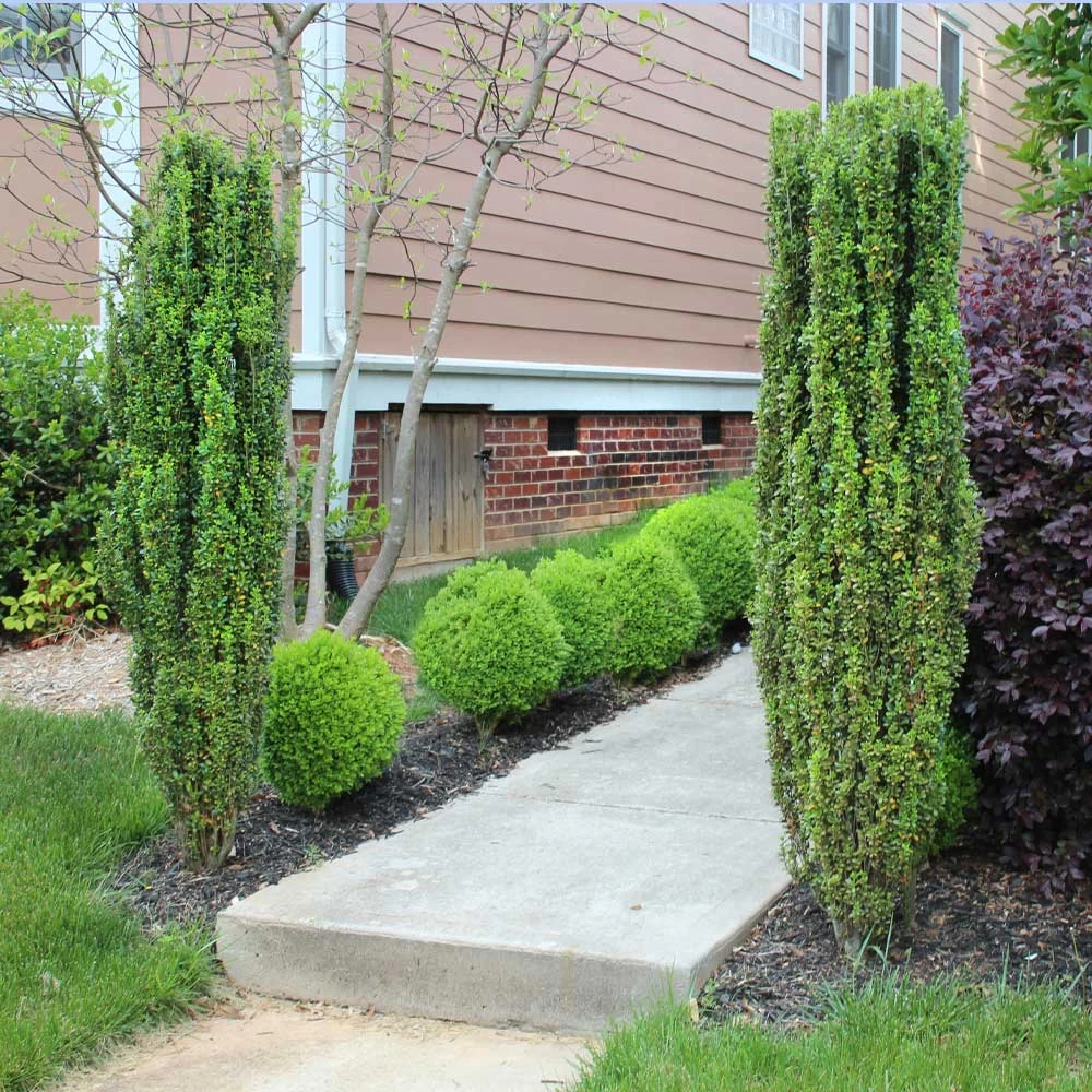 Sky Pencil Holly Tree - Image 3